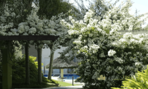 Piscina do condomínio cercada por paisagismo e coqueiros.